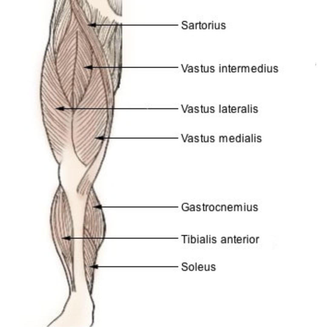 tibialis posterior and soleus muscles